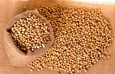 Canada Soya Bean Sojabonnen 500g